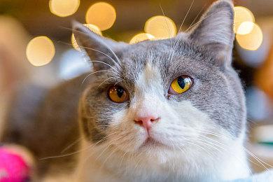 《无主之地3》世界含技巧RTA记录刷新 两小时内通关